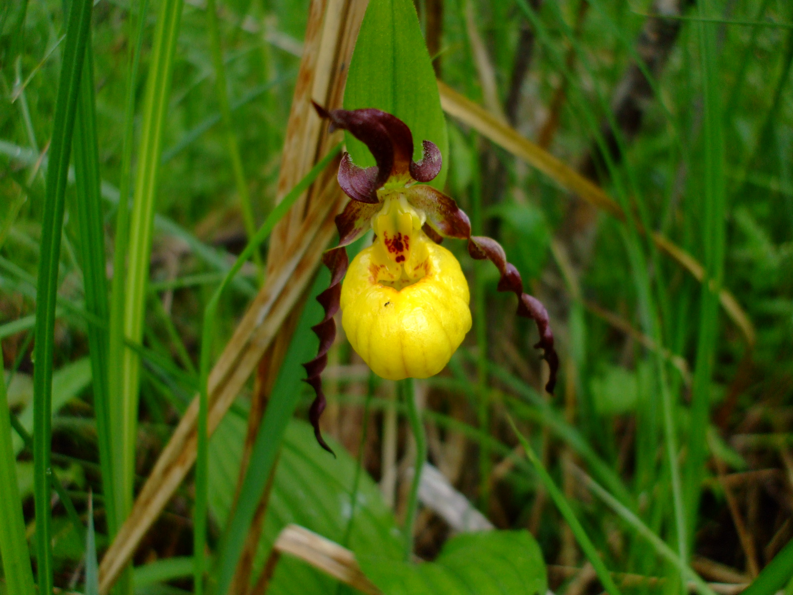 Cypripedium parviflorum